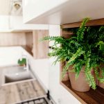 8 tipos de samambaias para apartamento que sobrevivem em área interna