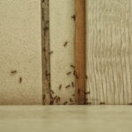 Formigas em casa? Saiba como eliminar sem uso de pesticidas